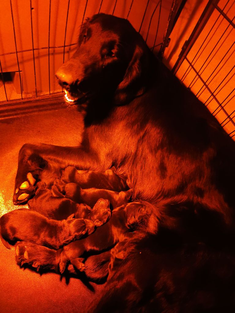 chiot Flat Coated Retriever De La Ferme De La Violette