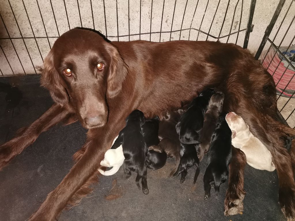 chiot Flat Coated Retriever De La Ferme De La Violette