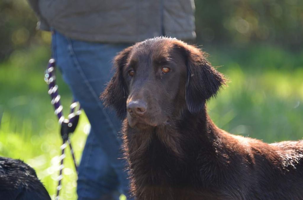 chiot Flat Coated Retriever De La Ferme De La Violette