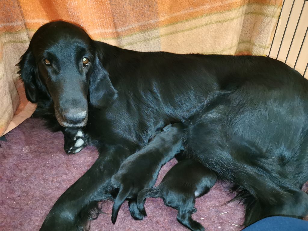 chiot Flat Coated Retriever De La Ferme De La Violette