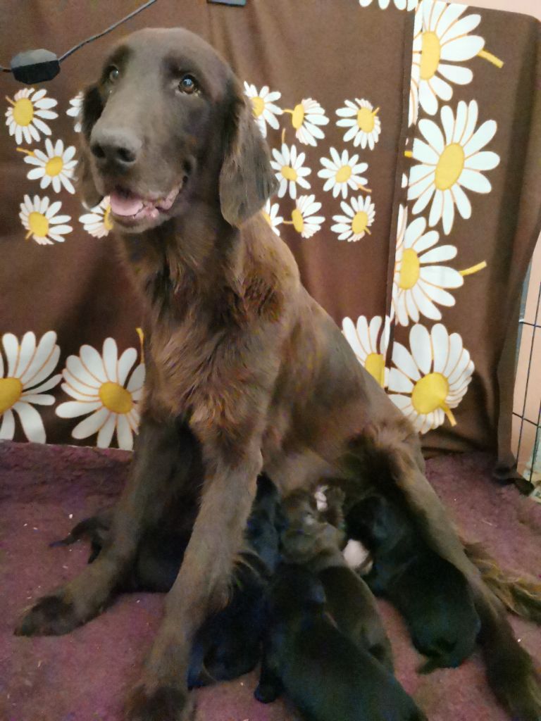 De La Ferme De La Violette - Flat Coated Retriever - Portée née le 25/02/2025