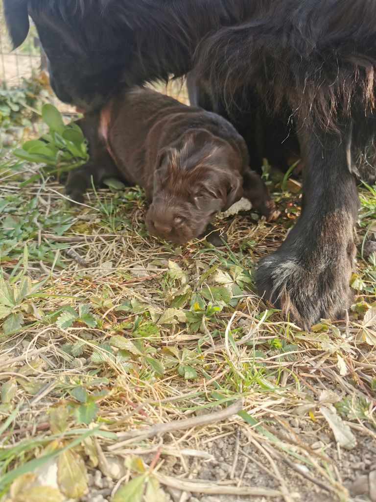 De La Ferme De La Violette - Chiots disponibles - Flat Coated Retriever